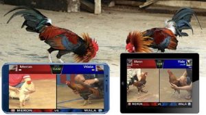 Hướng dẫn chơi đá gà GA28 tại VK88 chi tiết